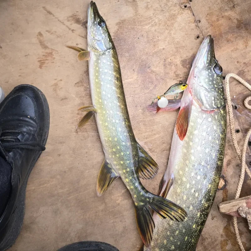 Realis Spin Vib Lure 12/16/19/23g Sinking Metal VIB Chatterbait Power Tail Vibration Sequins Duo Bait Trout Perch Fishing tackle