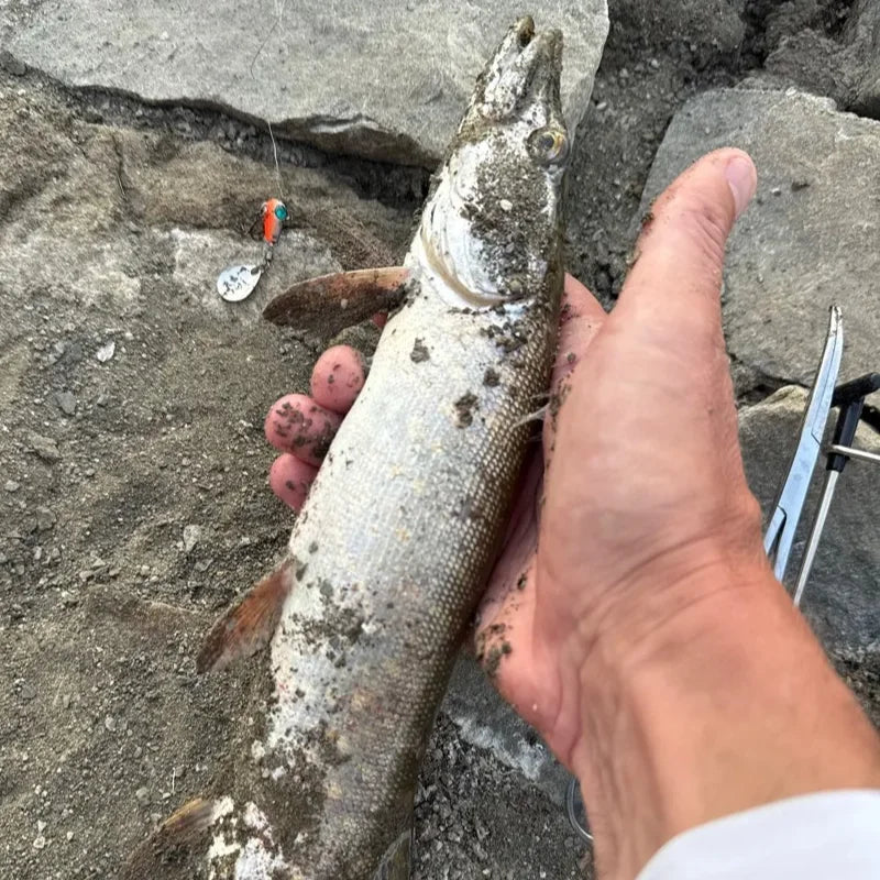 Realis Spin Vib Lure 12/16/19/23g Sinking Metal VIB Chatterbait Power Tail Vibration Sequins Duo Bait Trout Perch Fishing tackle