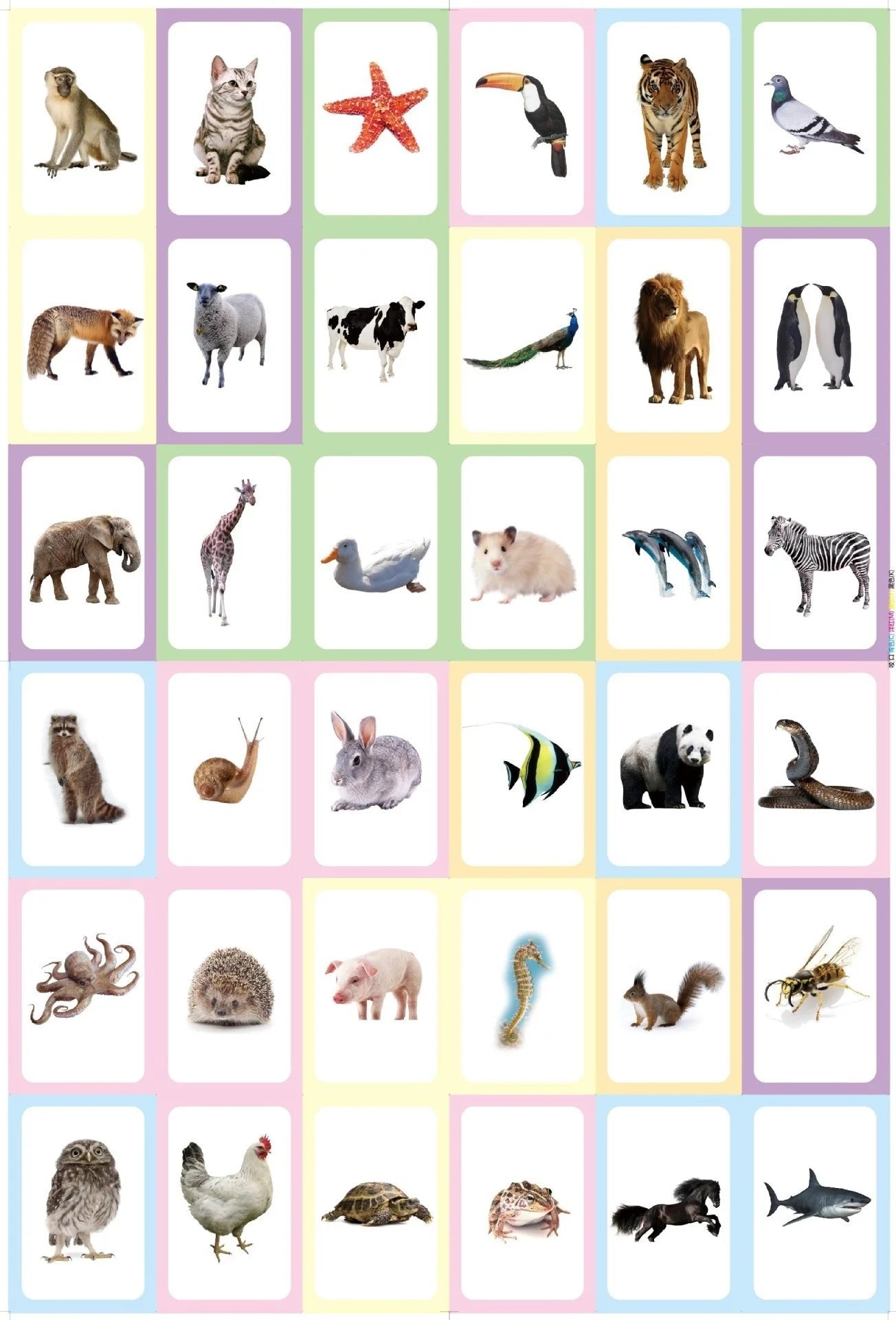 36Pcs Kids Cognition Card Shape Animal Color Teaching Baby English Learning Word Card Education Toys Montessori Material Gift