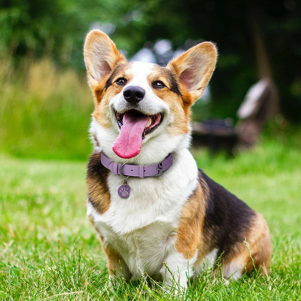 Soft Padded Dog Collar PU Leather Dogs Collars Adjustable For Small Medium Large Dogs Beagle Collar Pitbull Bulldog Chihuahua